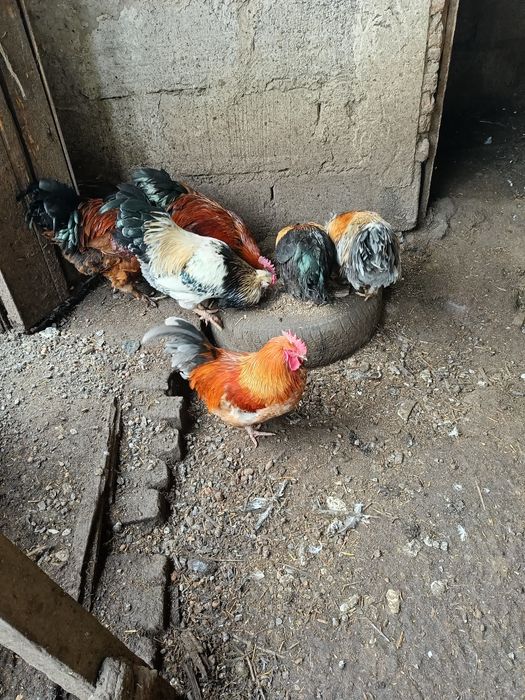 Продам Петухов домашних