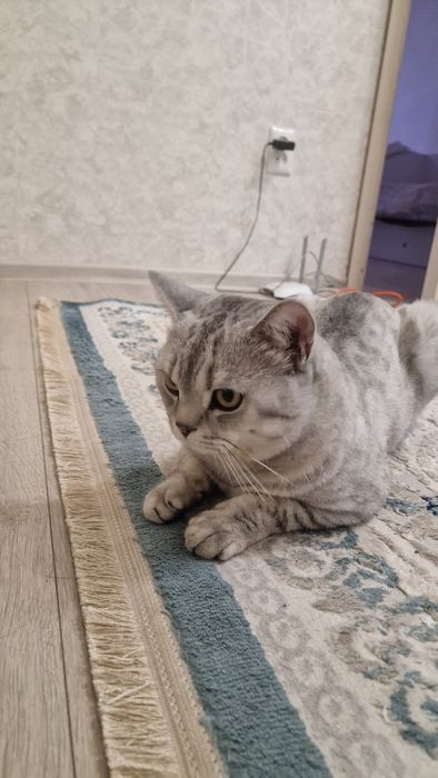 Отдам кота в очень хорошие руки