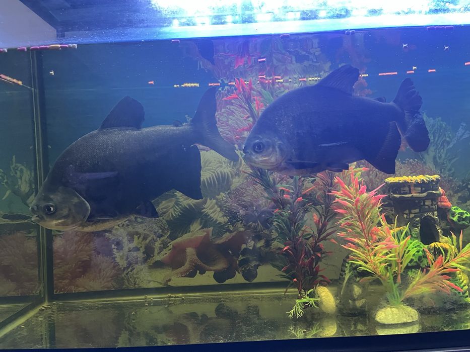 Akvarium baliqlari sotiladi