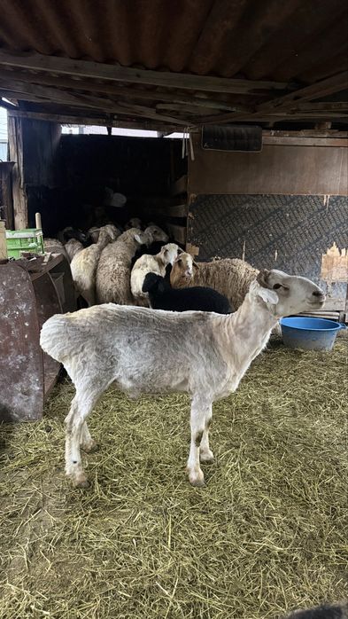 Продам Большого Кочкара