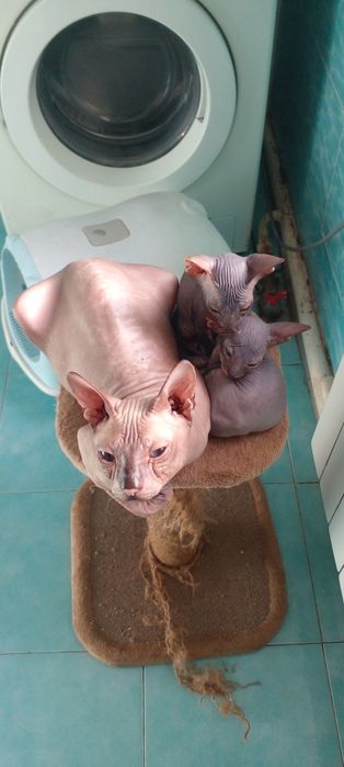 Котята пароды донской сфинкс