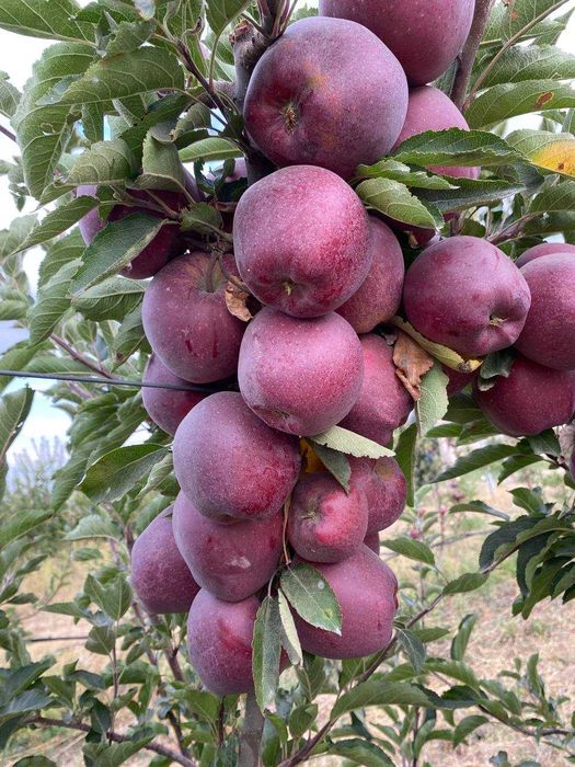 Олма кўчат | olma ko‘chat | пакана олма | ярим пакана олма | интенсив