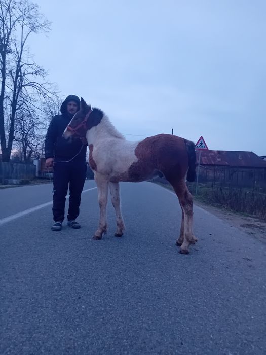 Vand manz gypsy vanar vârstă 3 luni  manzul se da la 4 luni