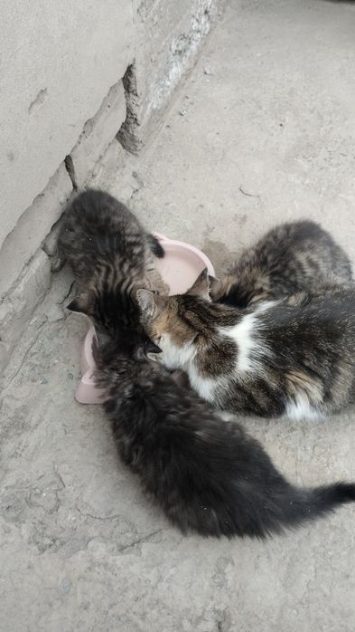 Катята Мушукчалар
