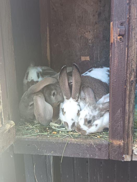 Iepuroaica tânără cu 4 pui