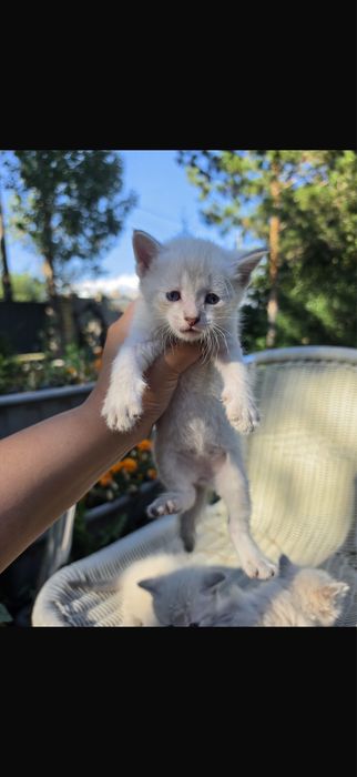 Котята ищут Дом!