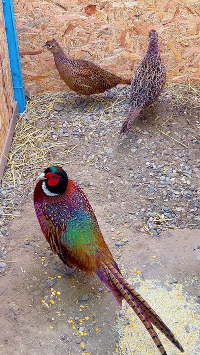 Pui de fazani rasa comun sau tenebros la varsta de 3 saptamani