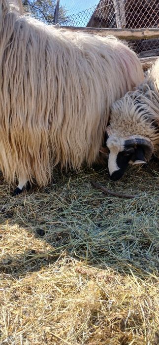 Berbcut de vanzare breaz