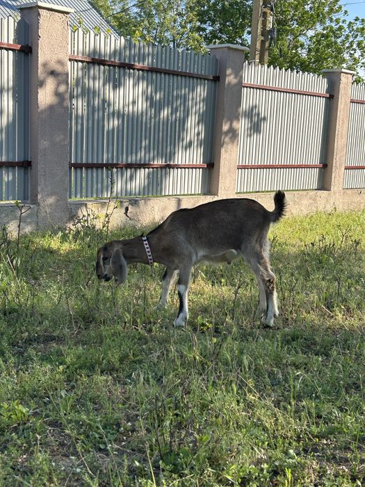 Iezi anglo nubieni