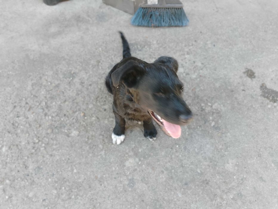 Câine pui donez sanatos