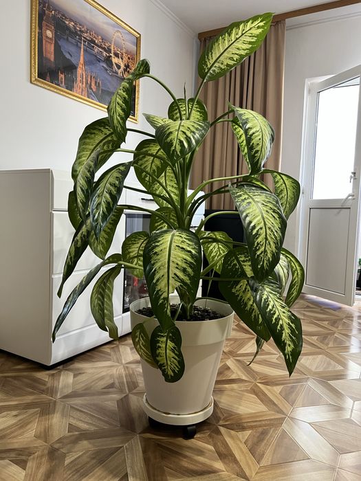 Vand Dieffenbachia