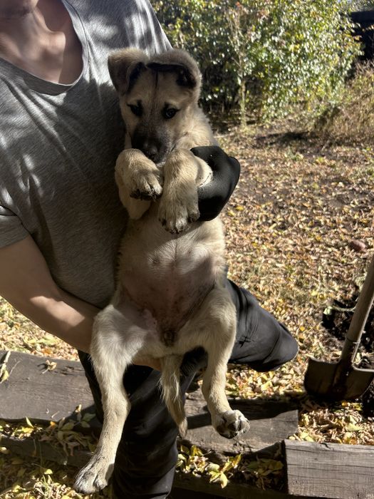 Бесплатно отдаю щенка