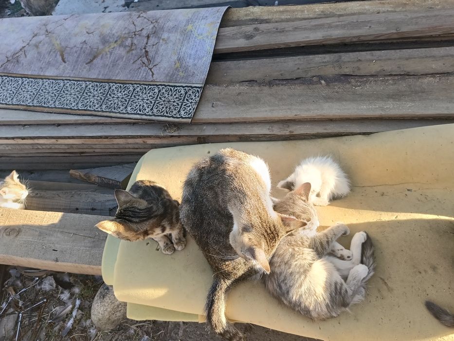 отдам кошек и котят срочно