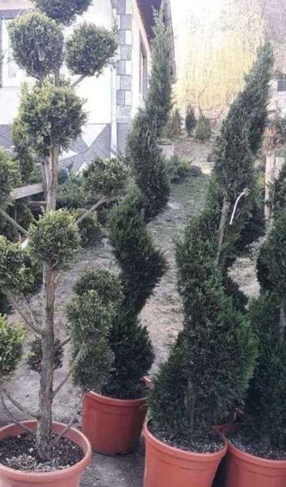 Plante pentru Gard Viu Dens – Transport și Montaj la Tine Acasă