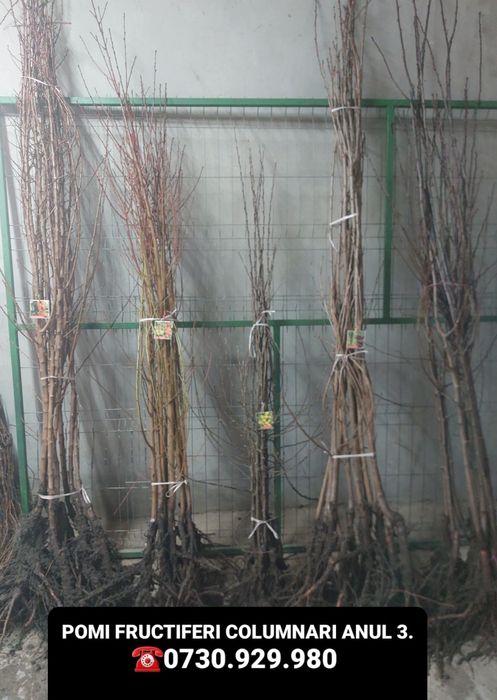 Pomi Fructiferi Columnari anul 3 calitate superioară