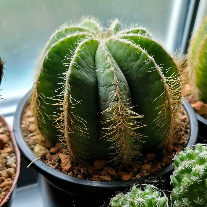 Кактусы, суккуленты