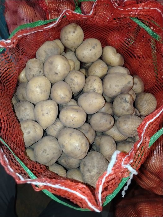 Продам семенной картофель