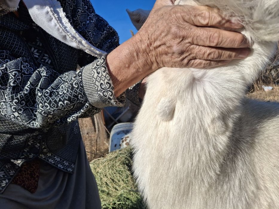 Занен таза орыс ешкі буаз