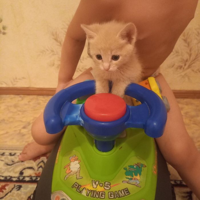 Котёнок мальчик 1 мес и 1 нед