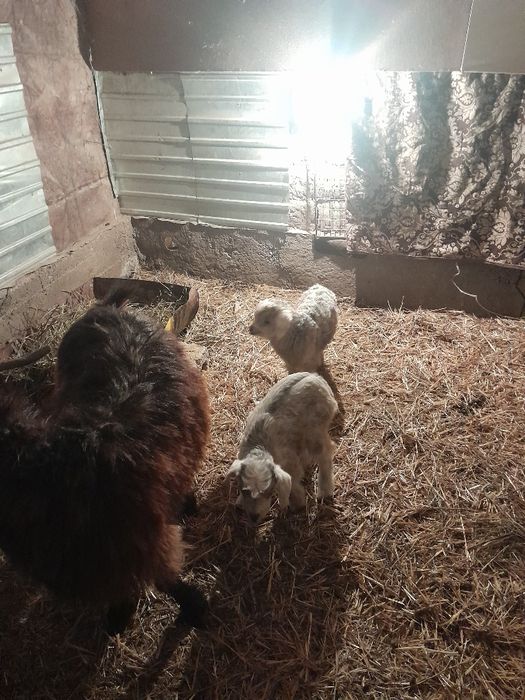 Ешкі сатылады екі лағымен