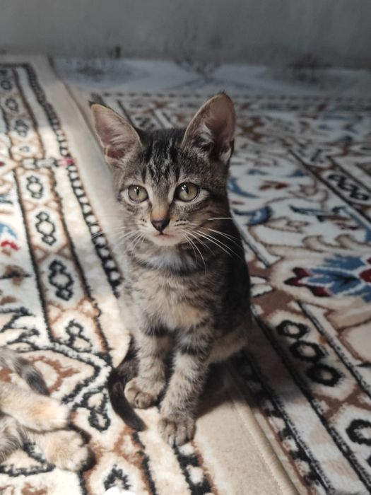Отдам котят в добрые руки