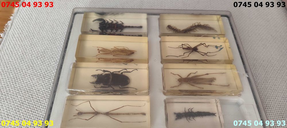 insecte reale in rasina Deagostini pret pe toate plus cutie