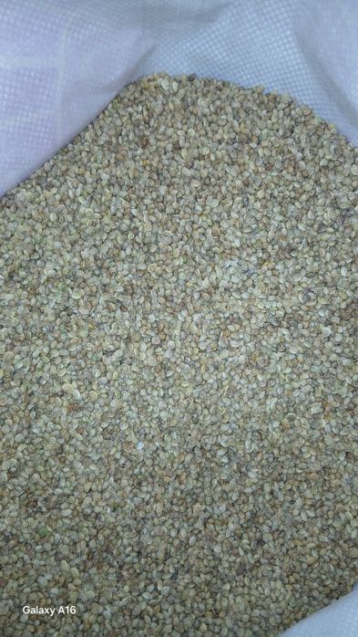 Эспарцет ұрық бар