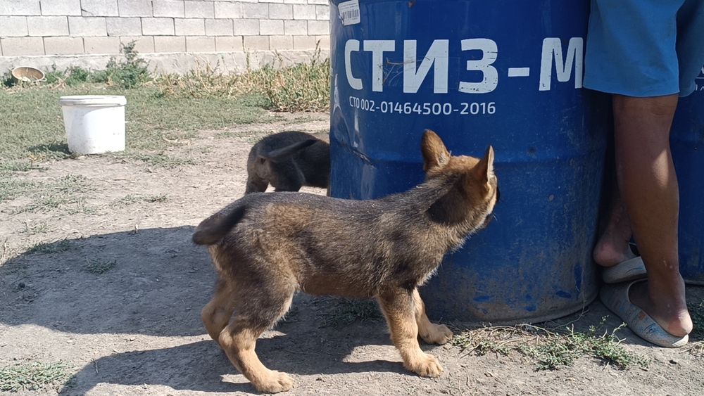 Күшік сатамын овчарка