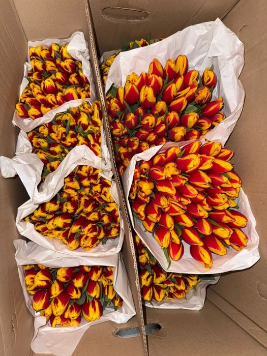 Тюльпаны белорусские