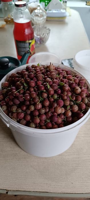 Продам саженцы ремонтантной малины