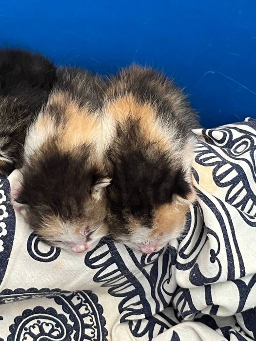 Котята 2 девочки маленькие!