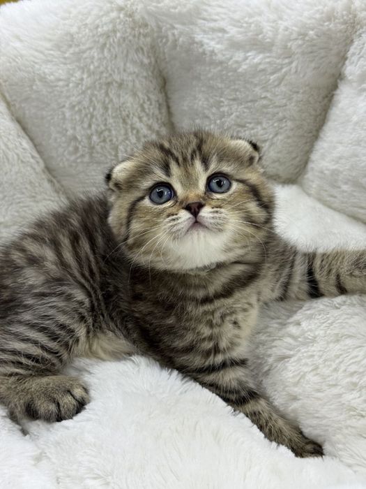 Котята пародистые
