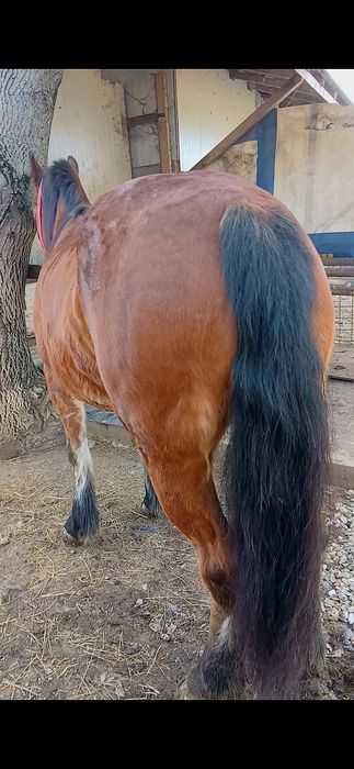 Iapa de 6 ani de vânzare