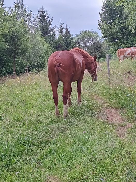 De vânzare mânză