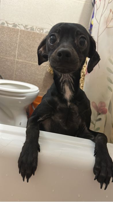 Той терьер бесплатно в добрые руки