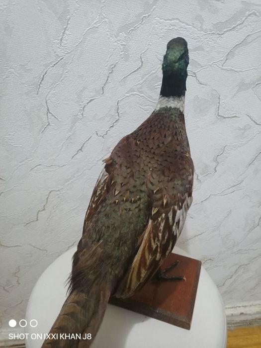 Чучело фазан.   .