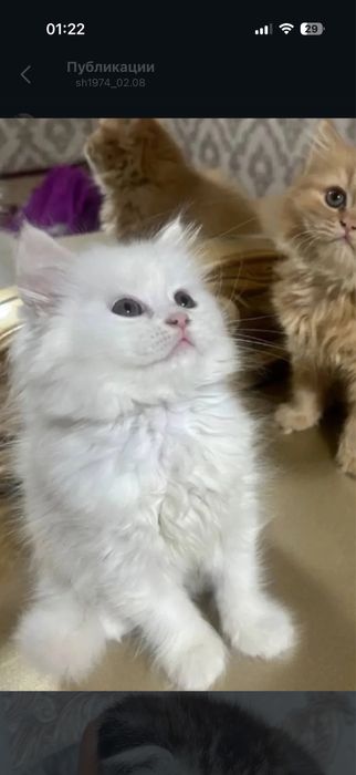 turwtski angora mushu bolasi toza nasil