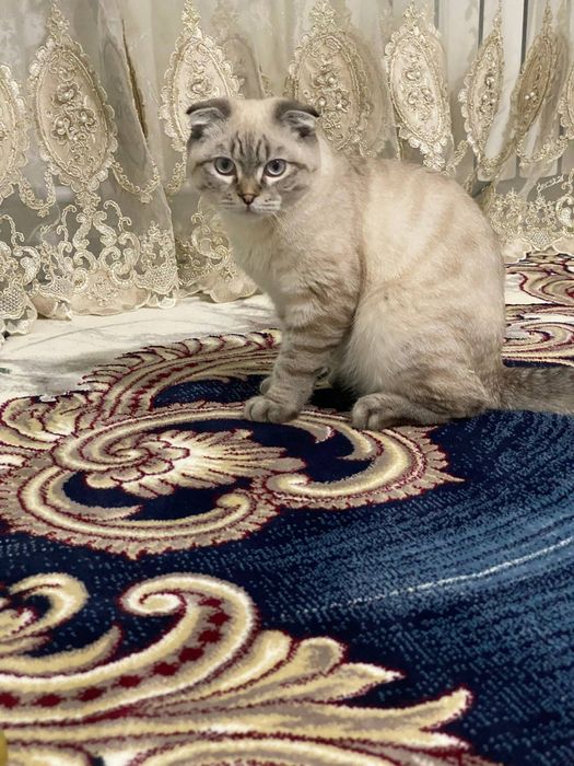 Продаётся кошка  весь лаухая