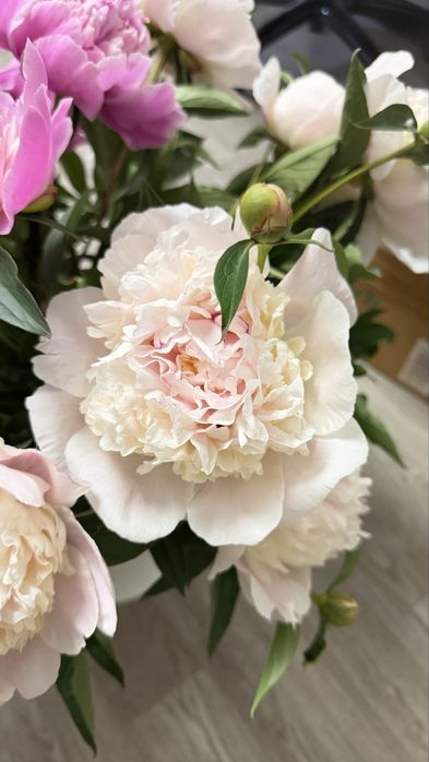 Пионы очень красивые