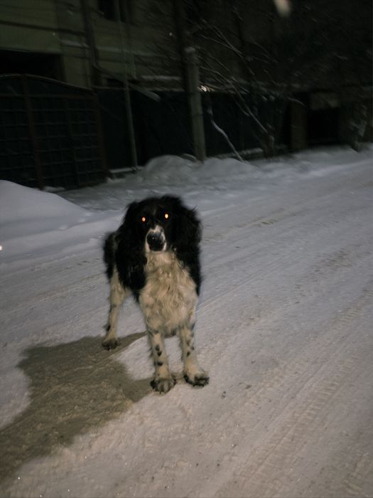 Мальчик для вязки