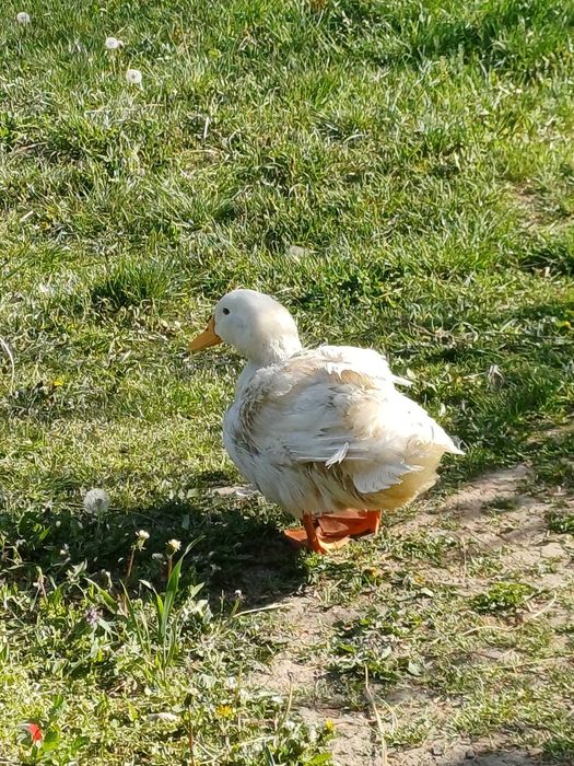 Vând rățoi Pekin