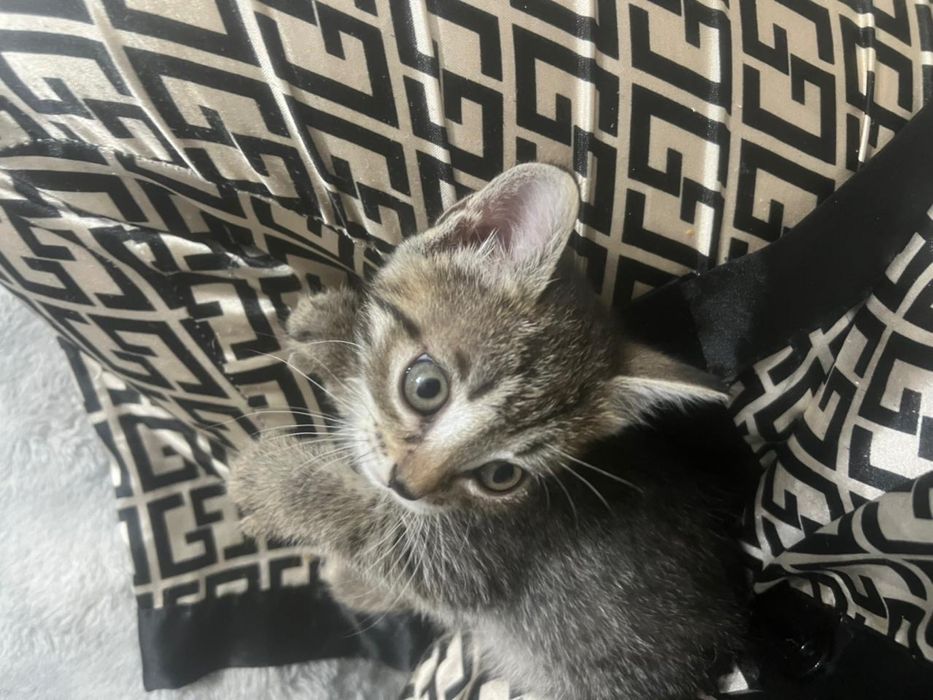 Котенок девочка 1,5 месяцев