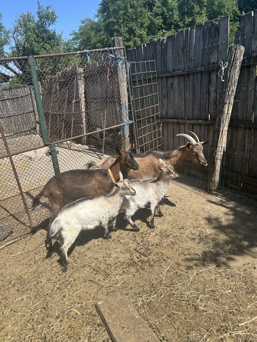 Capre si iezi de vanzare