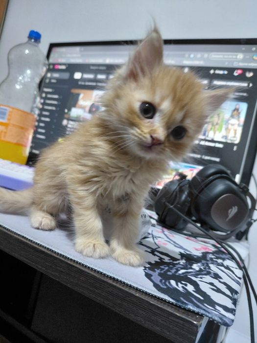 Полу мейн-кун котёнок