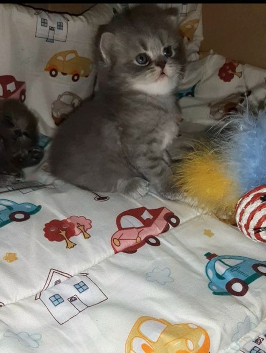 Продаются шотландские вислоухие котятки