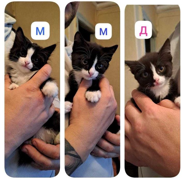отдам котят бесплатно в добрые руки