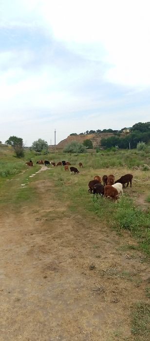 Срочно Продам баранов(тохтышки)