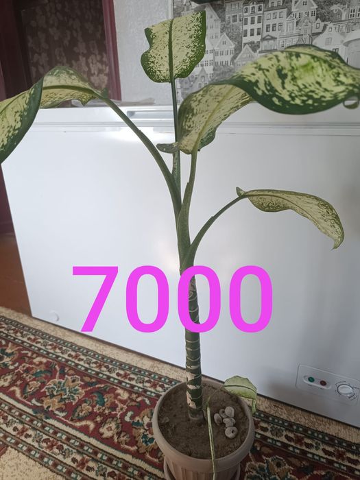 Продам недорого цветы