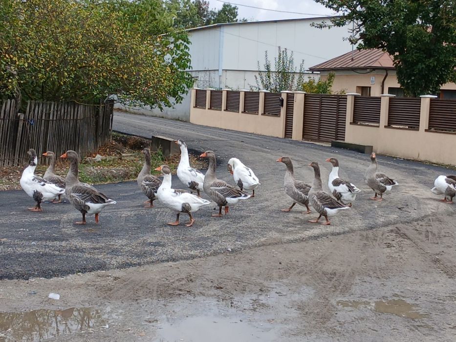 Vand 5 gascani Bio
