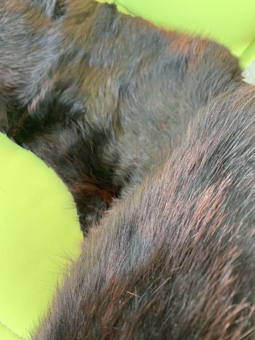 Яка от Лисица